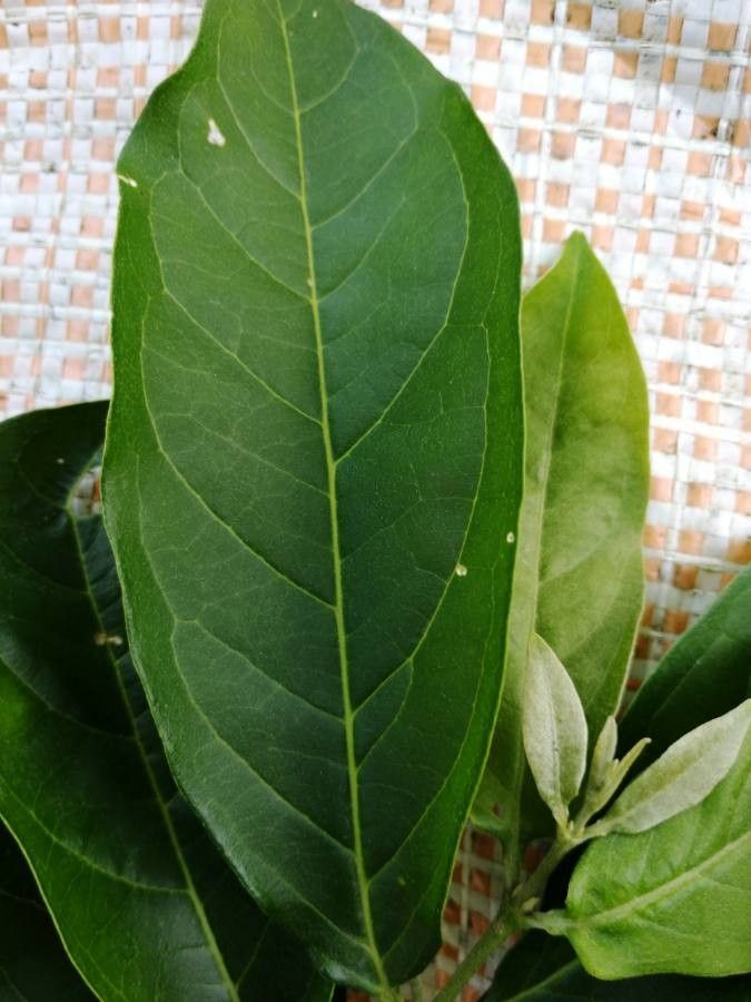 Bunchosia argentea — search result for 'Guyana'