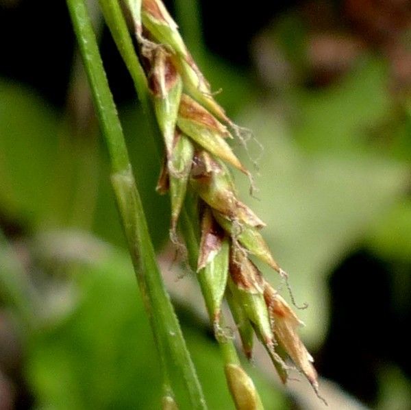Carex brachystachys fruit