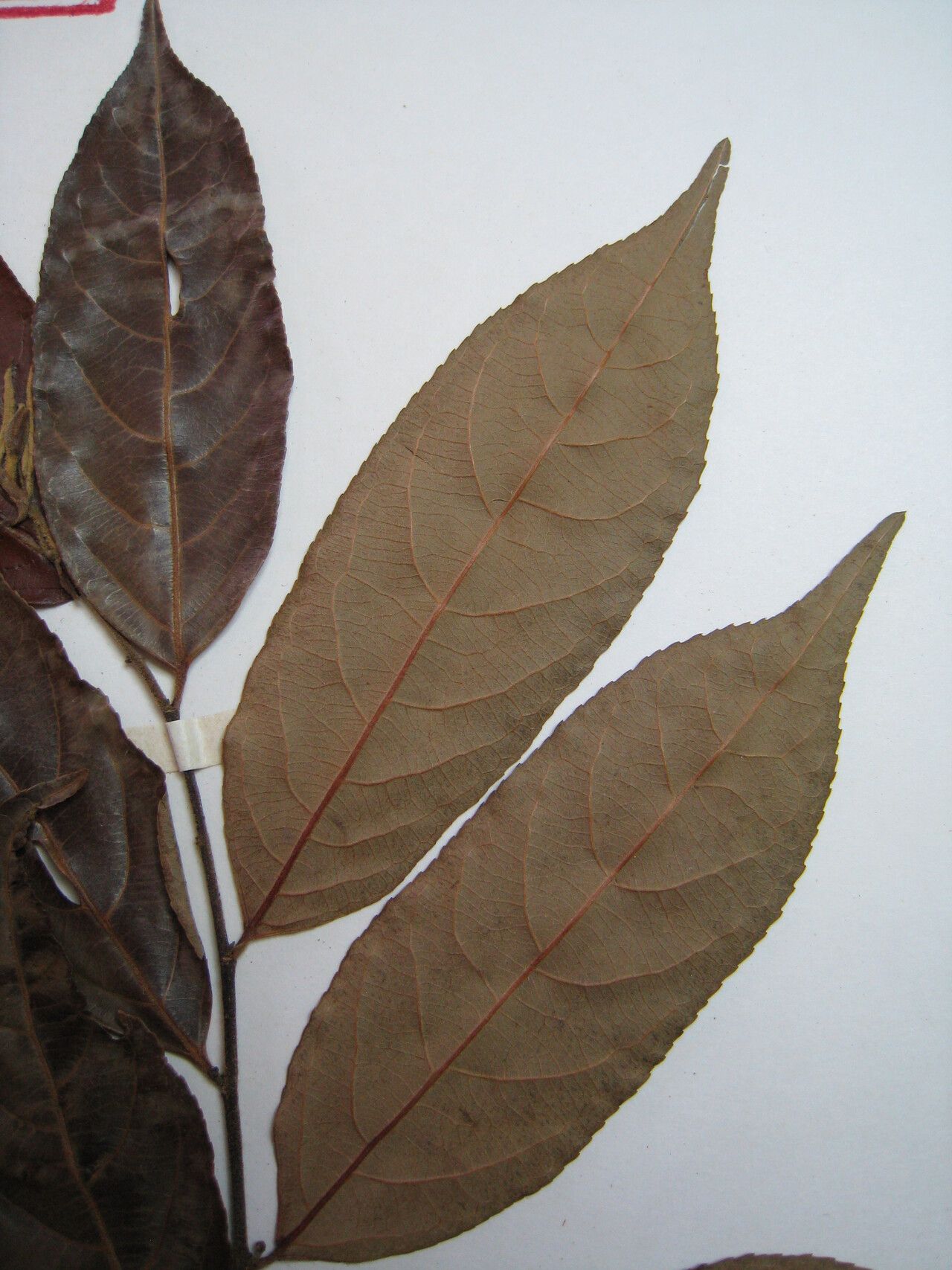 Casearia arborea other