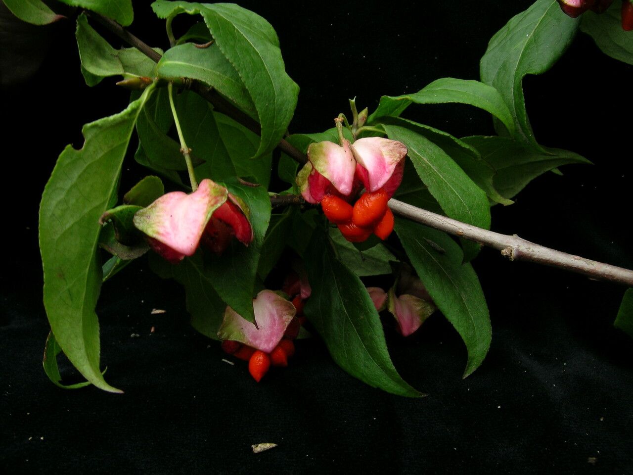 Euonymus frigidus habit