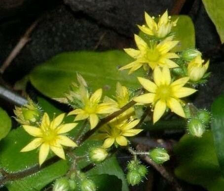 Aichryson punctatum — houseplant care guide