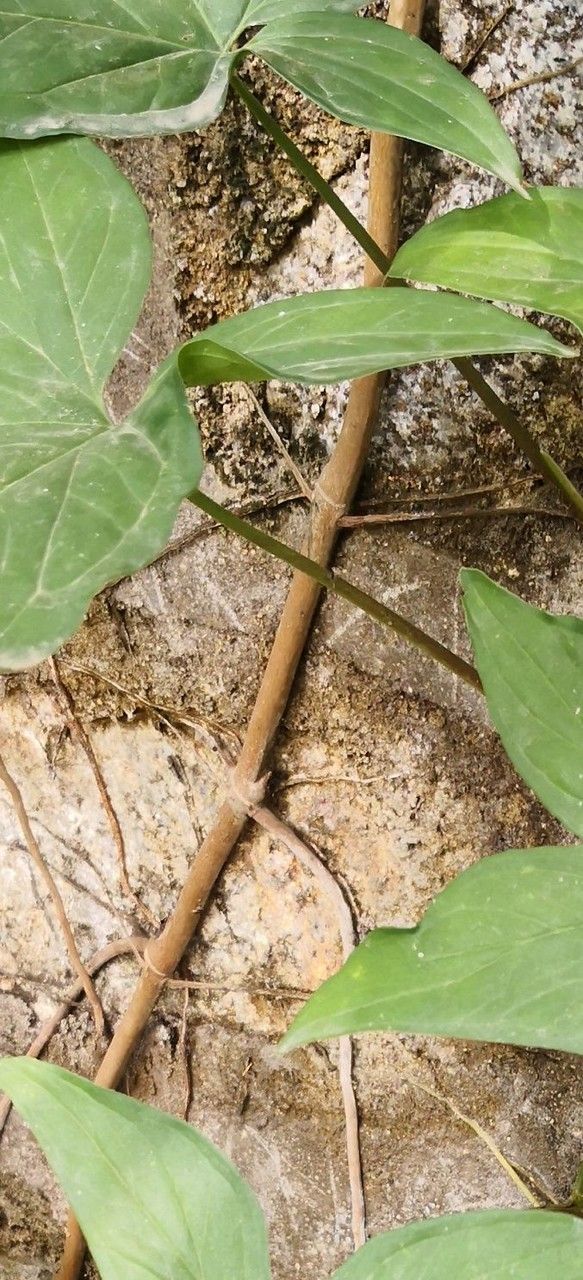 Typhonium blumei bark