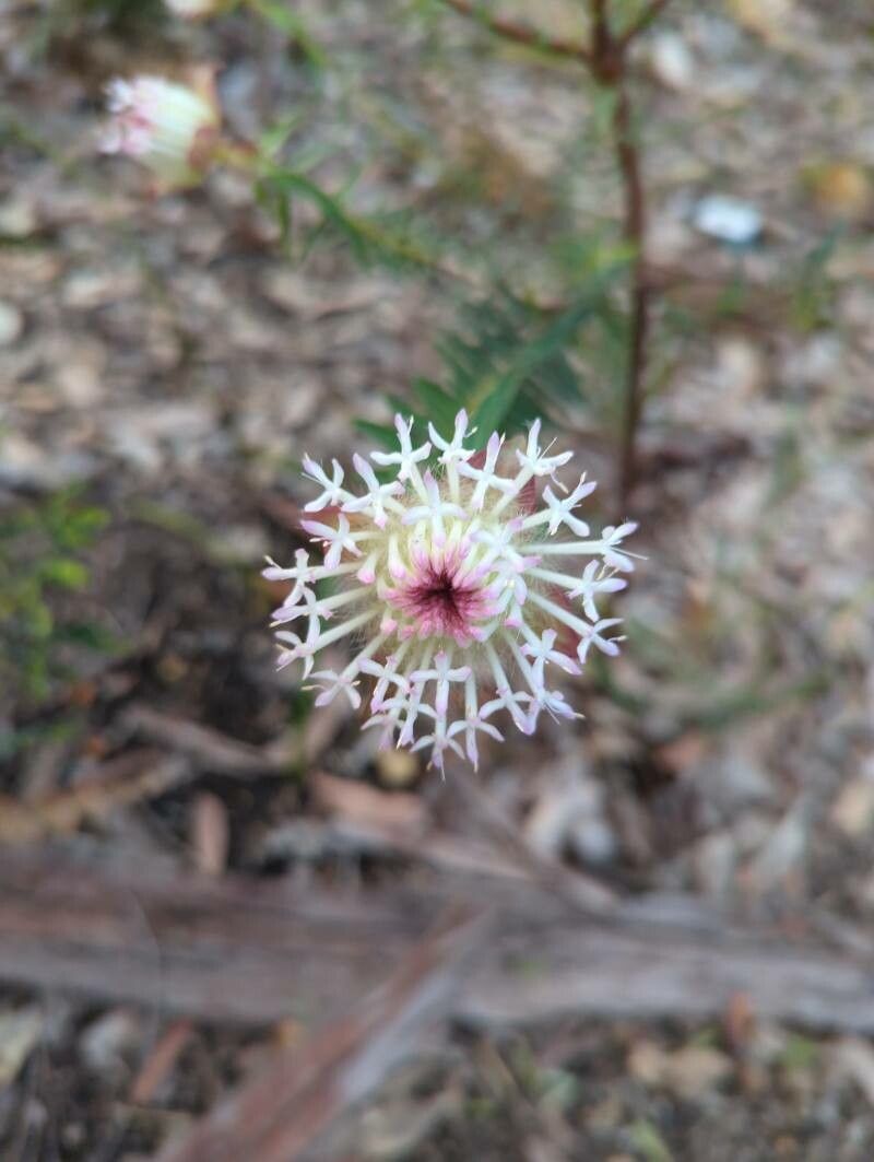 Pimelea spectabilis flower