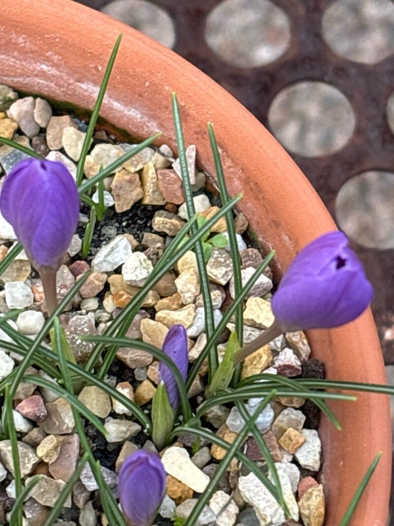 Crocus clusii — houseplant care guide