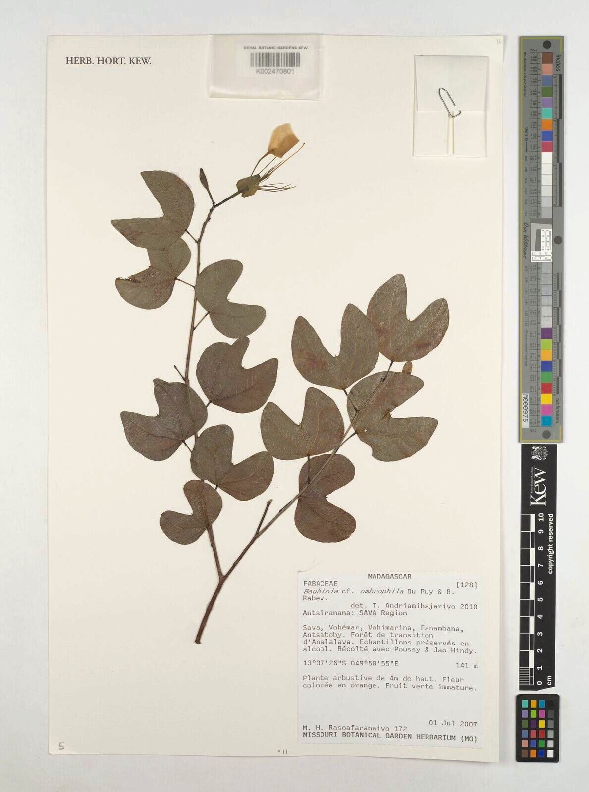 Bauhinia ombrophila — houseplant care guide