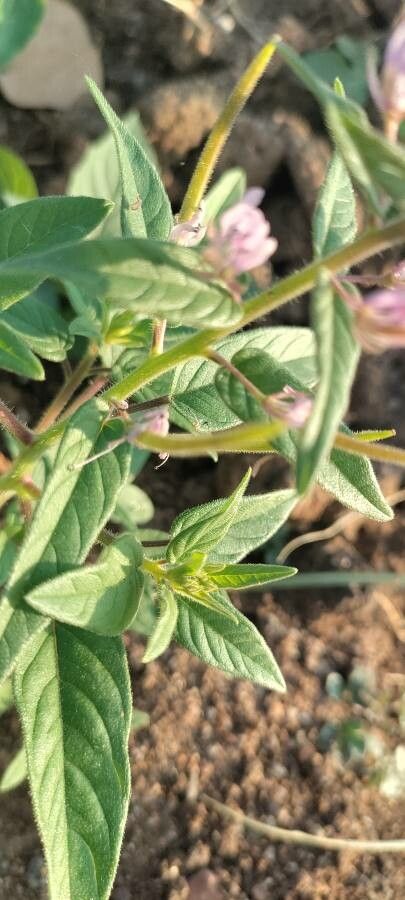 Cleome monophylla bark