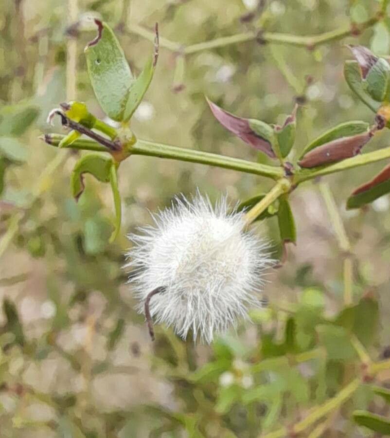 Larrea divaricata fruit