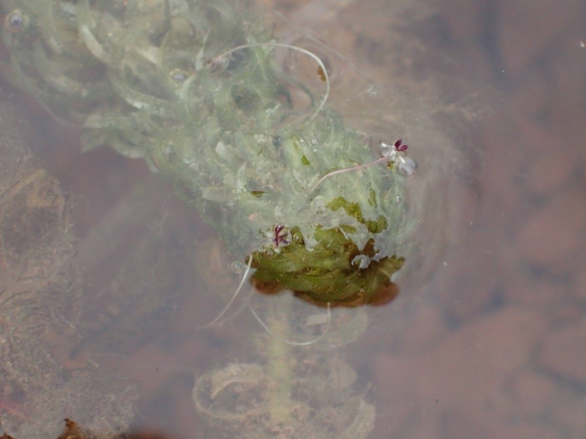 Lagarosiphon major flower