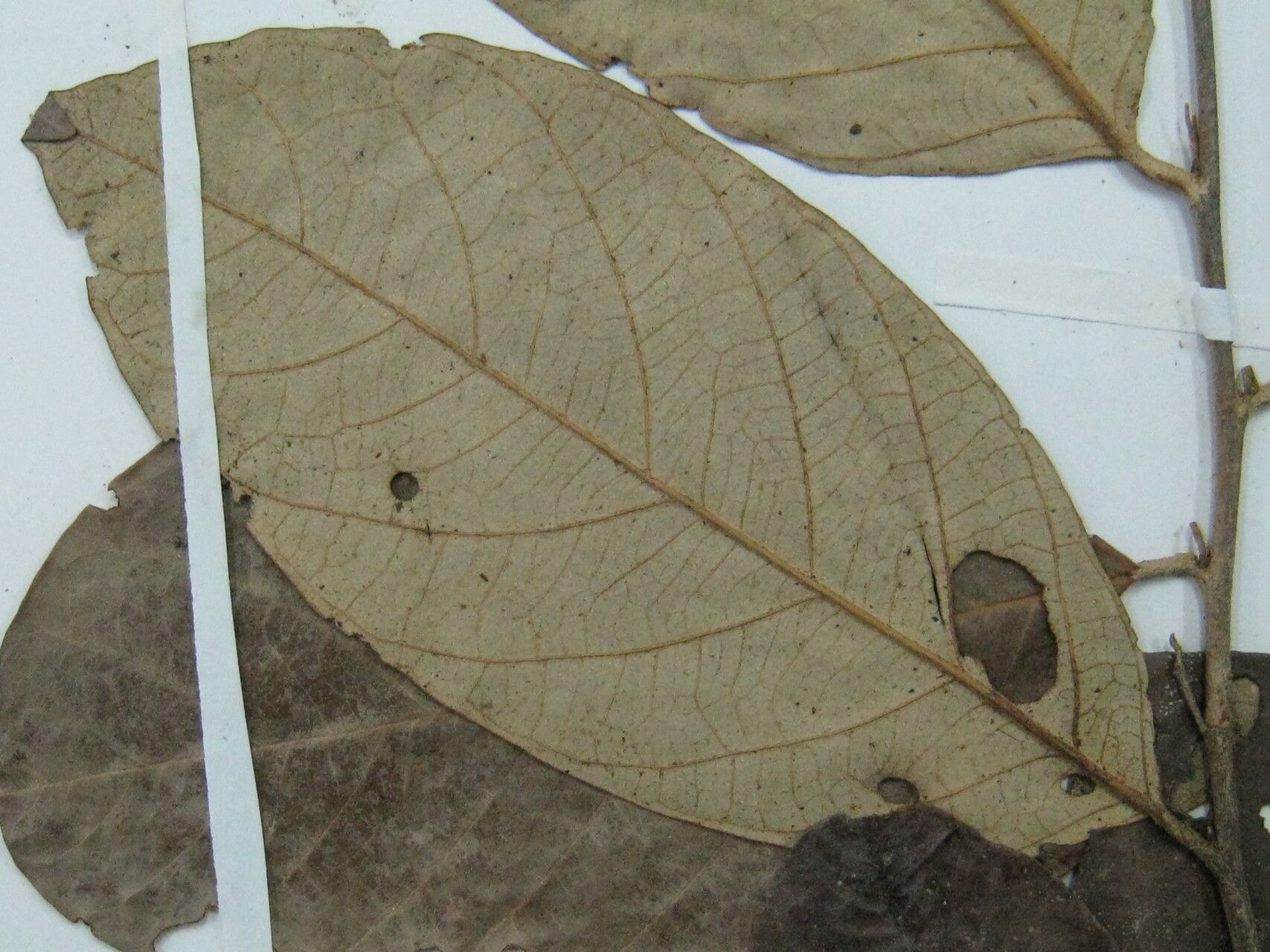 Licania densiflora other