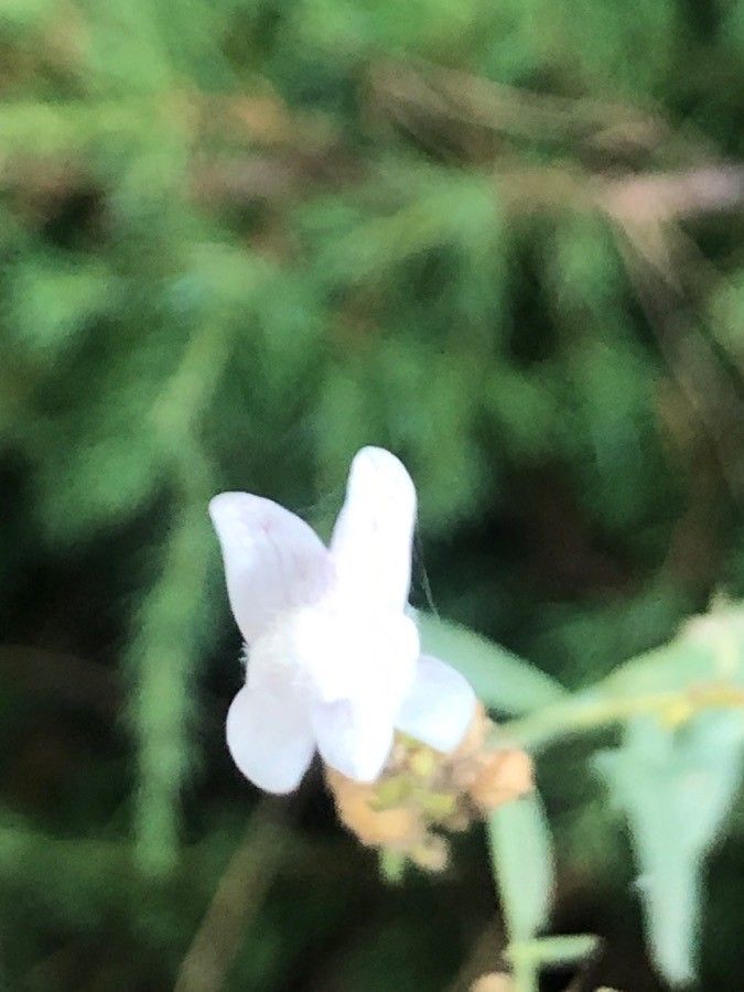 Linaria nivea flower