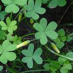 Oxalis pes-caprae