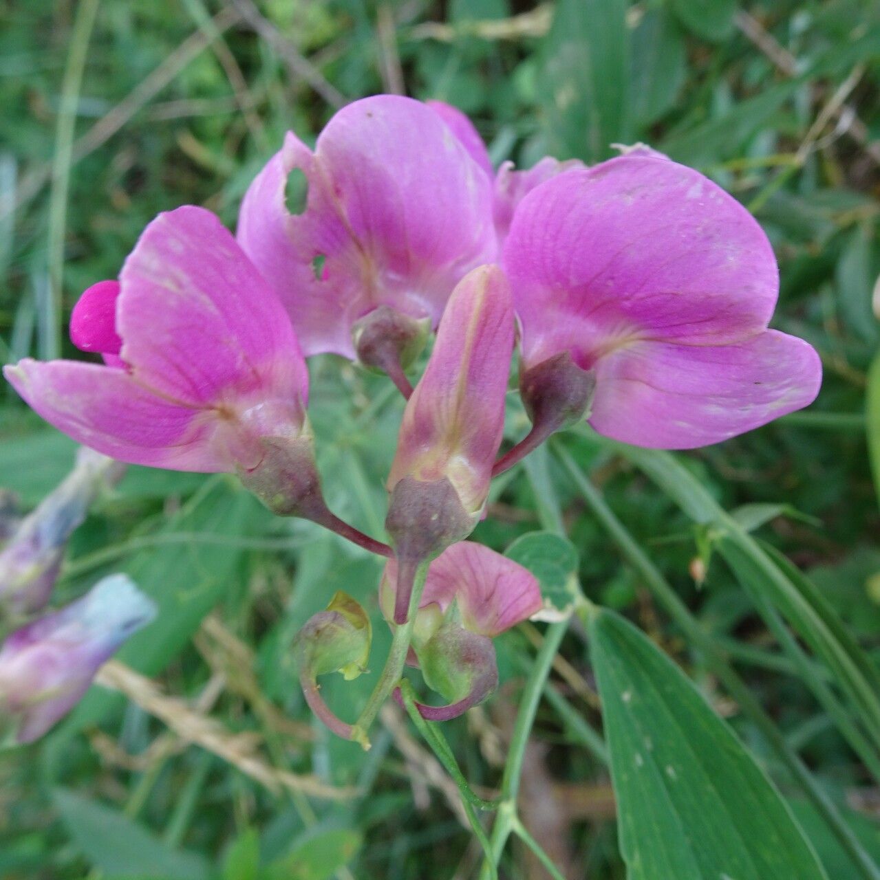 Lathyrus latifolius flower