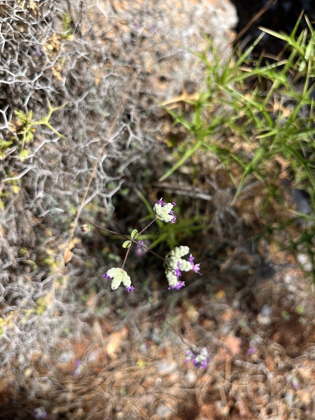 Origanum microphyllum — houseplant care guide