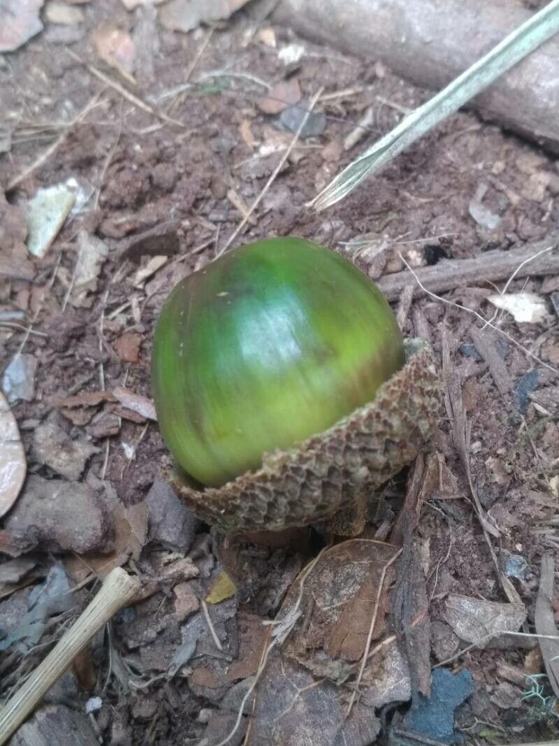 Quercus sapotifolia fruit