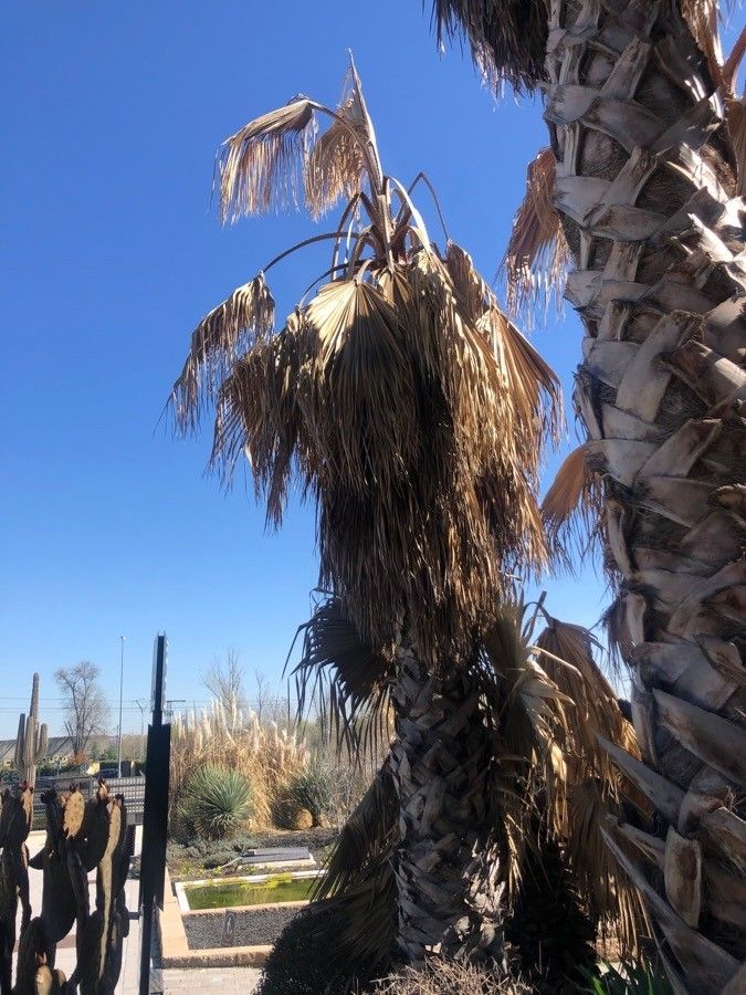 Washingtonia filifera