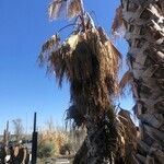 Washingtonia filifera