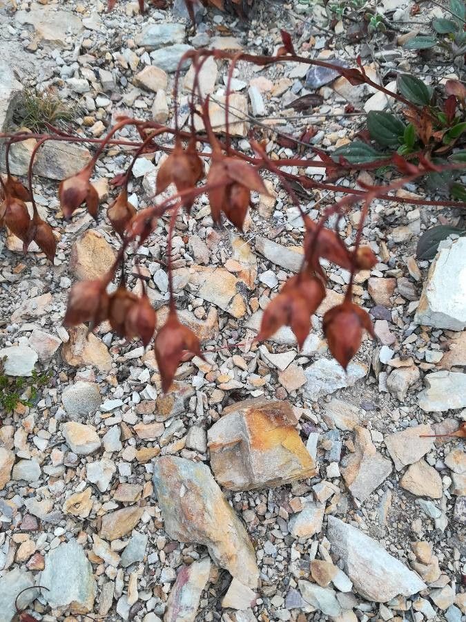 Helianthemum oelandicum fruit