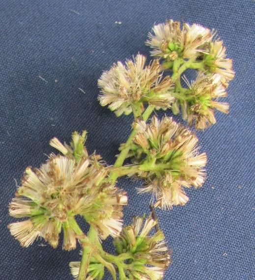 Mikania tonduzii other