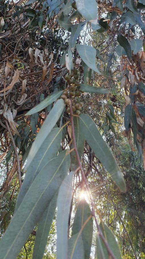 Eucalyptus nitens fruit