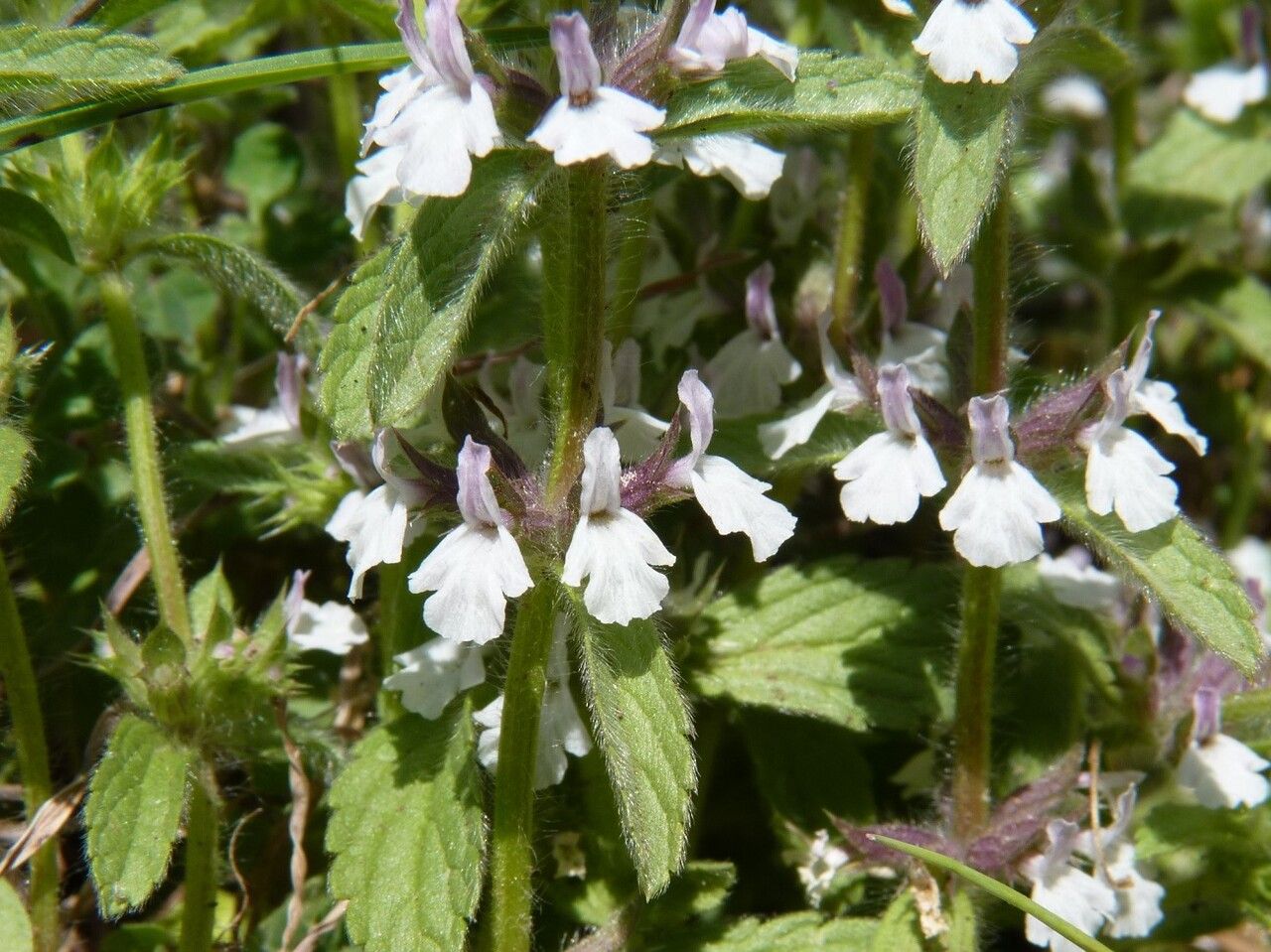 Sideritis romana flower