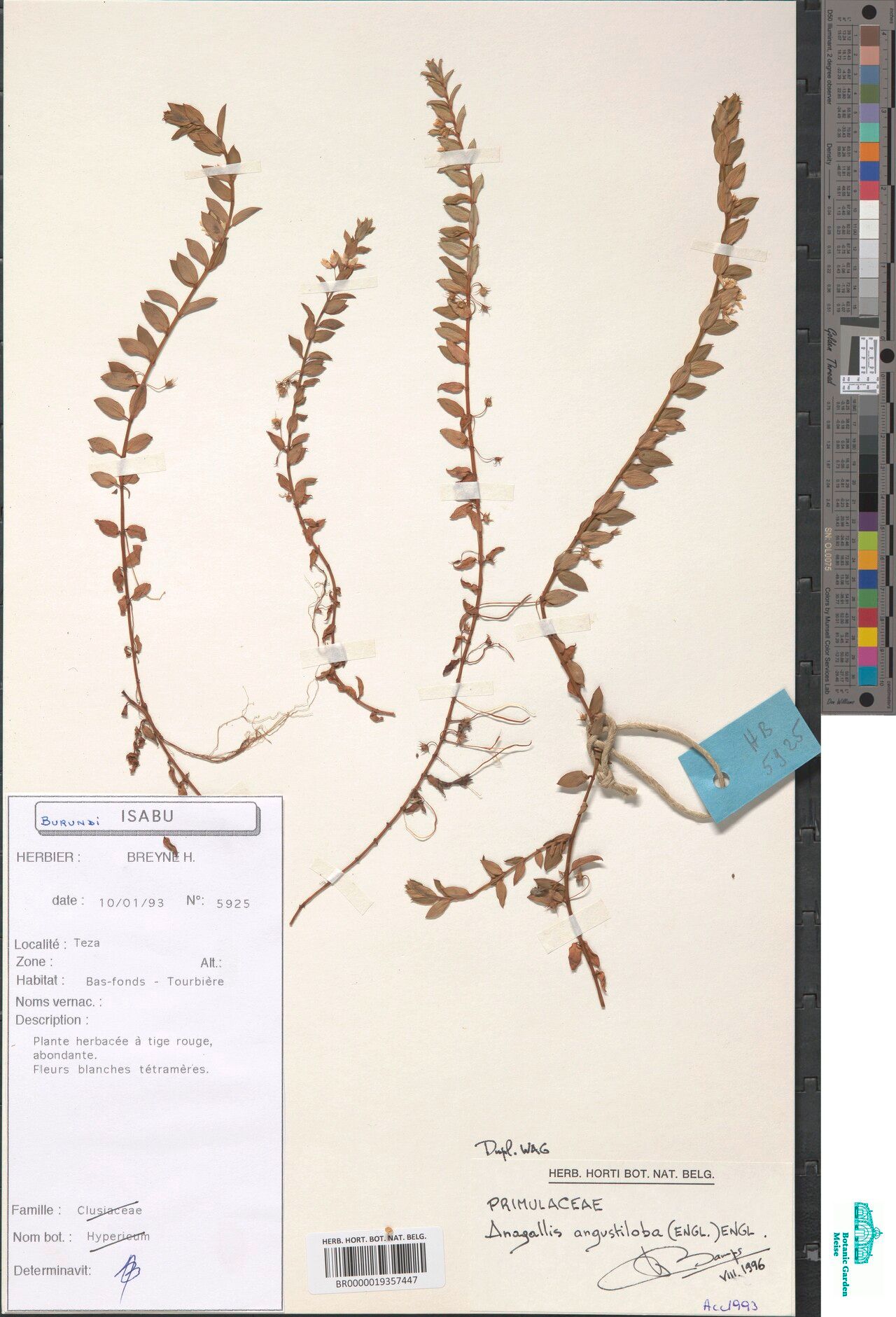 Lysimachia angustiloba