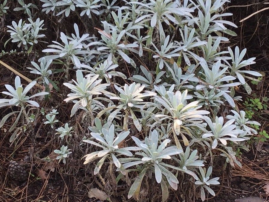 Helichrysum orientale — search result for 'Helichrysum'