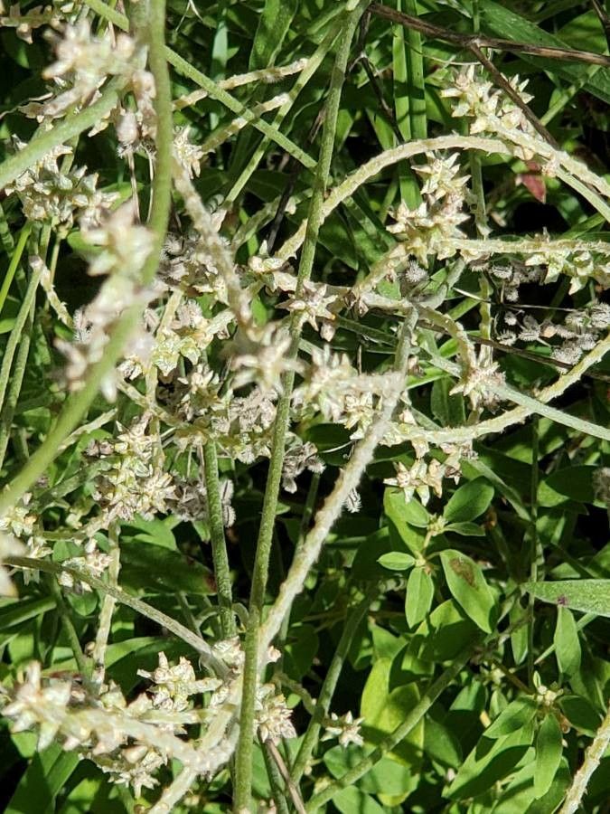Froelichia gracilis flower