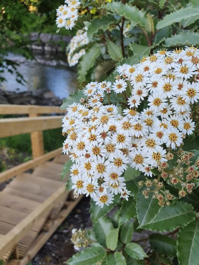 Olearia macrodonta flower