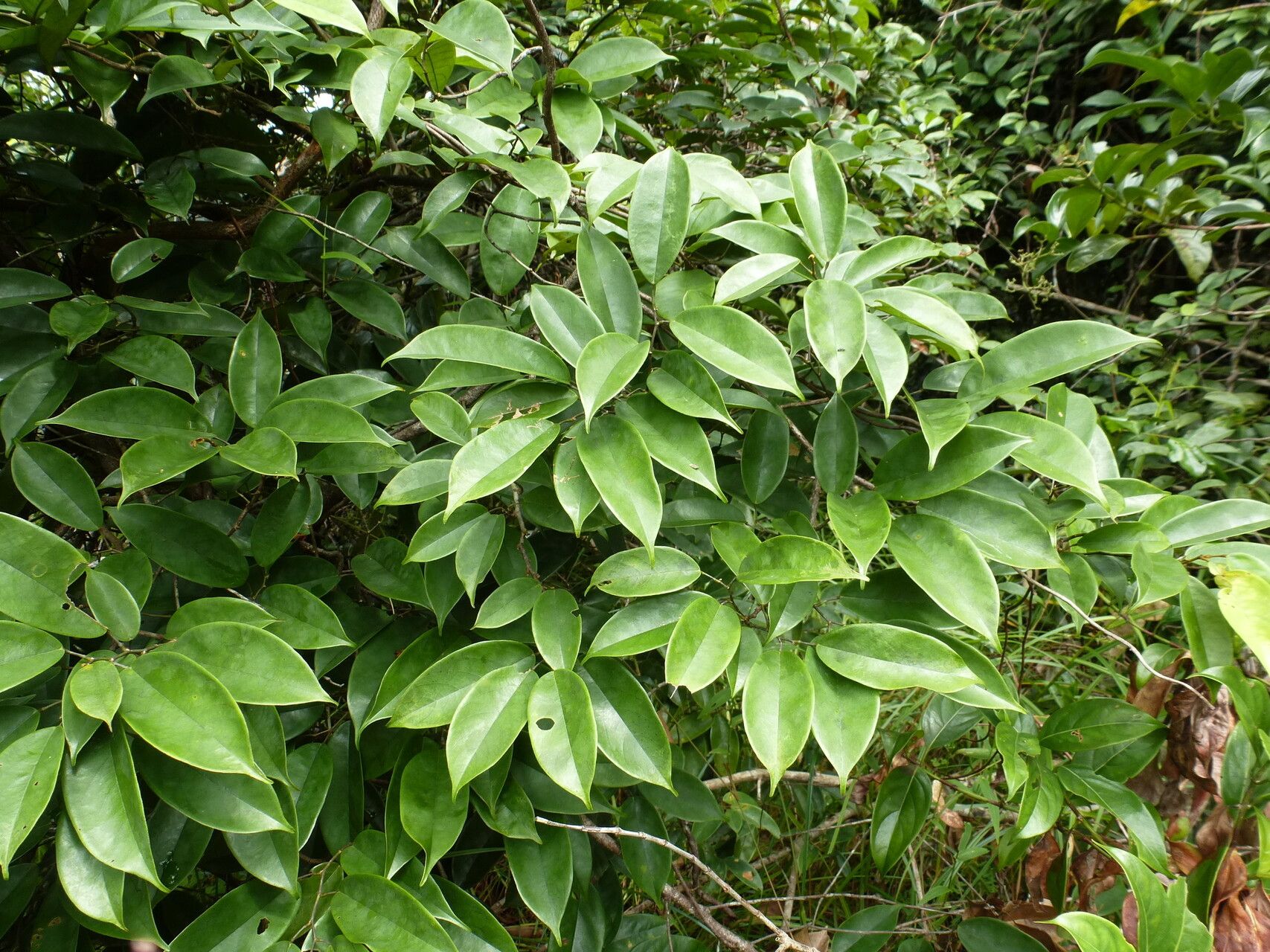 Baphia spathacea — houseplant care guide