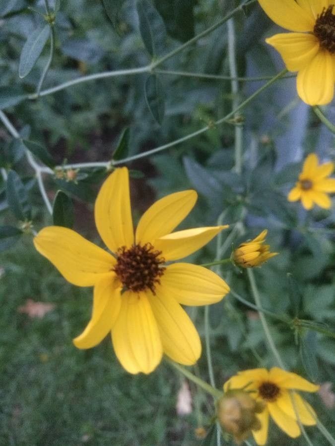 Coreopsis tripteris flower