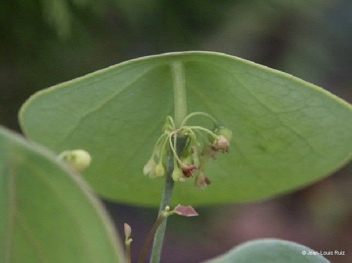 Phyllanthus peltatus flower