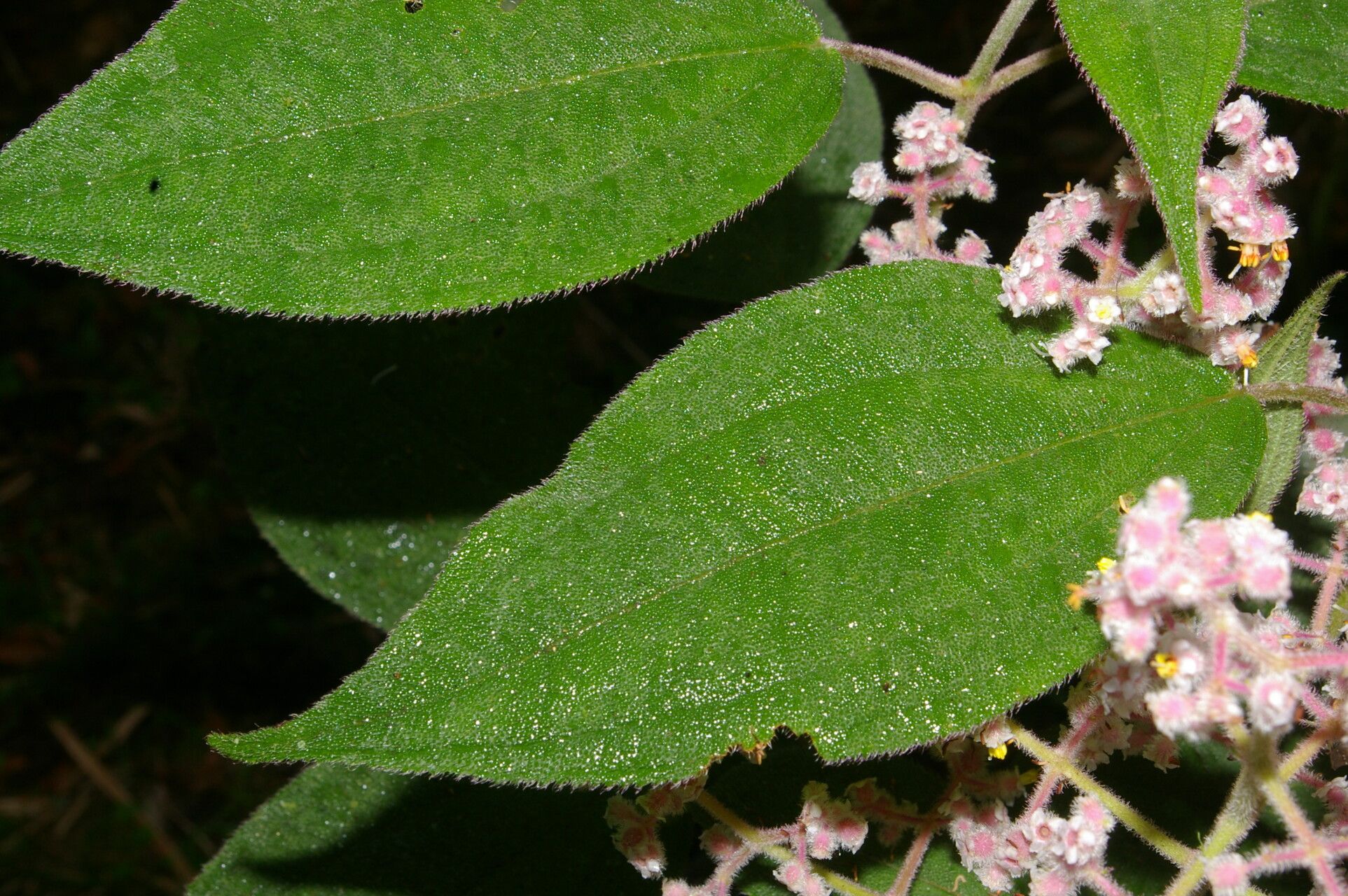Miconia costaricensis — houseplant care guide