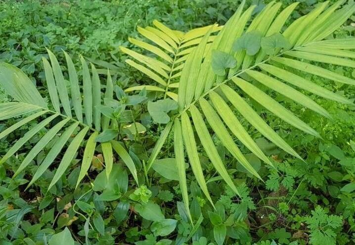 Chamaedorea woodsoniana — search result for 'Chamaedorea'