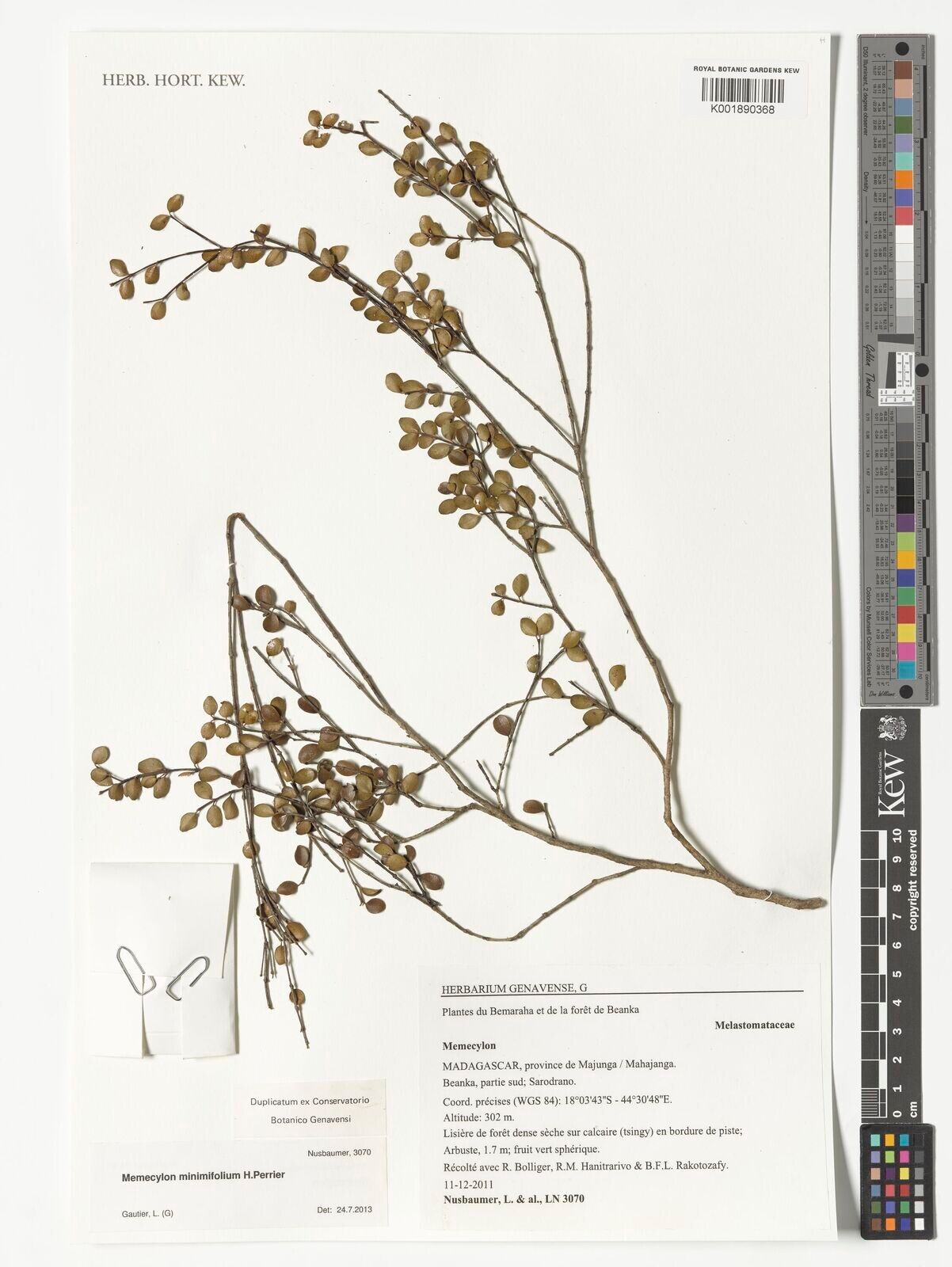 Memecylon minimifolium — houseplant care guide