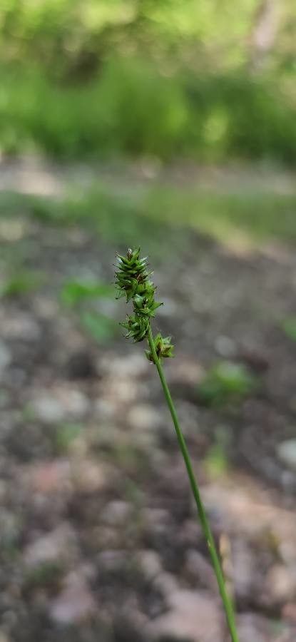 Carex muricata flower