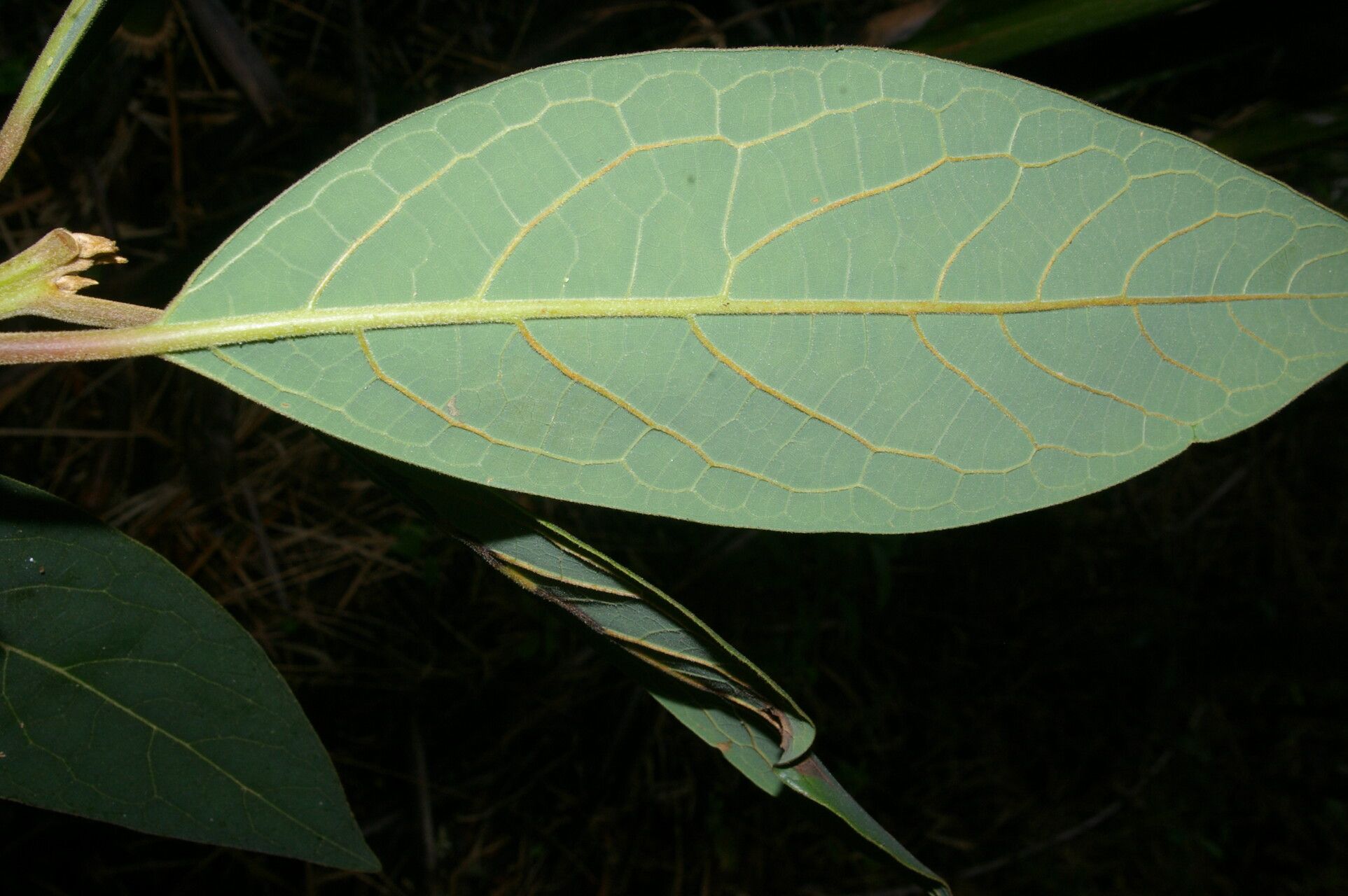 Persea donnell-smithii