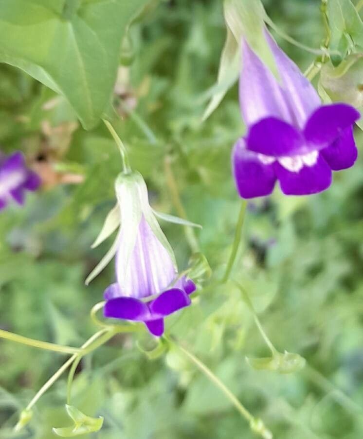 Maurandya antirrhiniflora flower