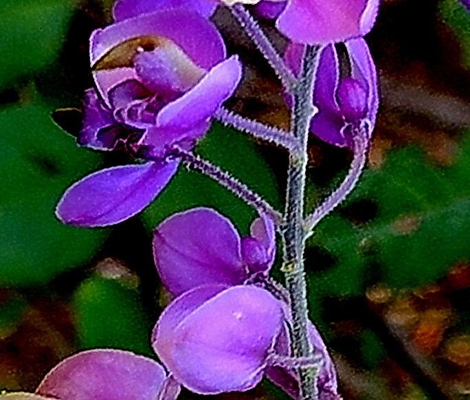 Asemeia floribunda — related species from the same genus