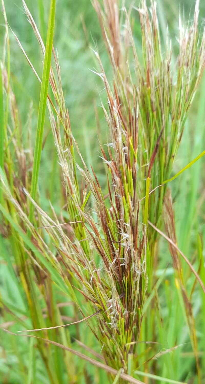 Schizachyrium microstachyum fruit