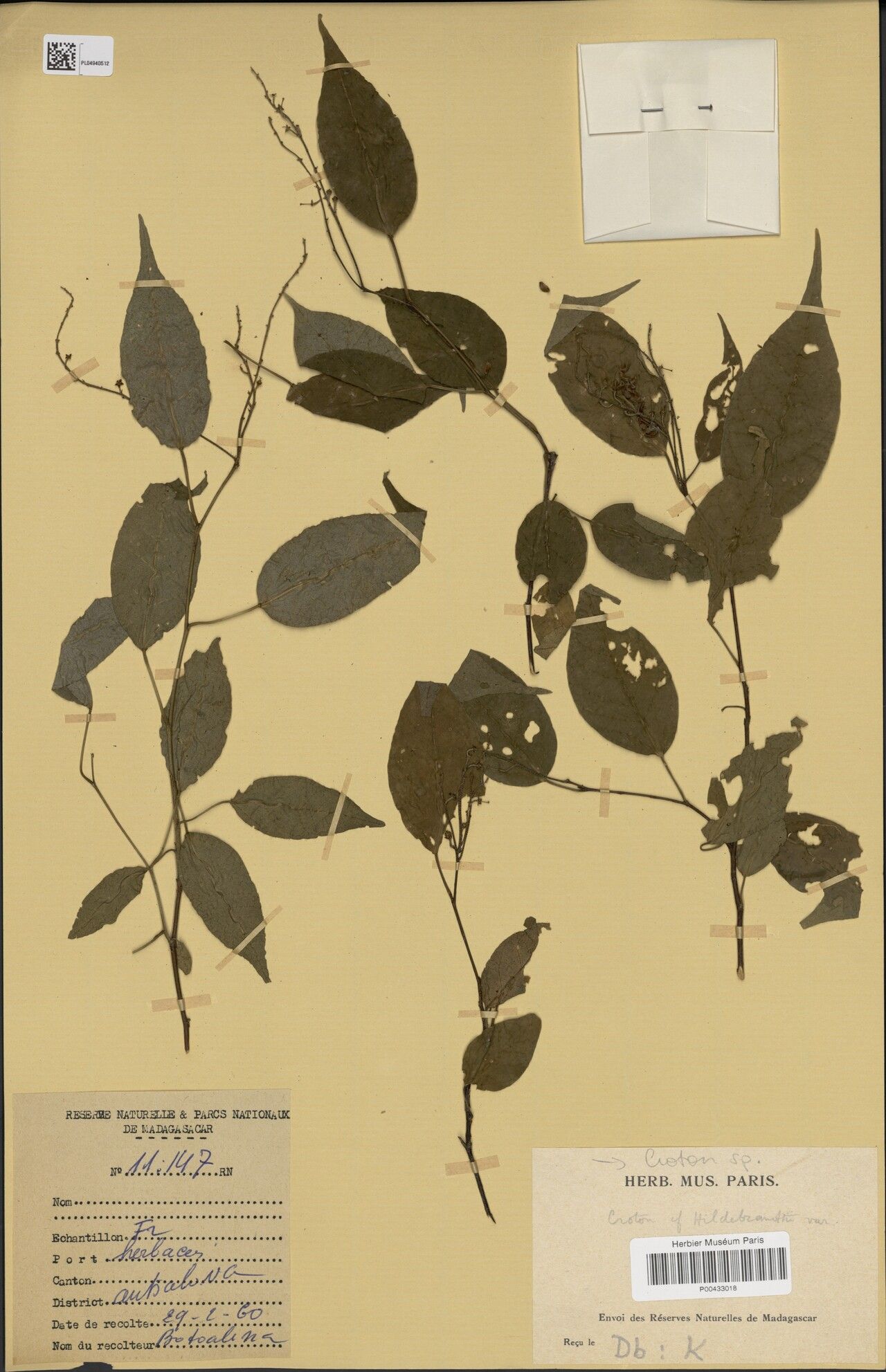 Croton milanjensis — houseplant care guide