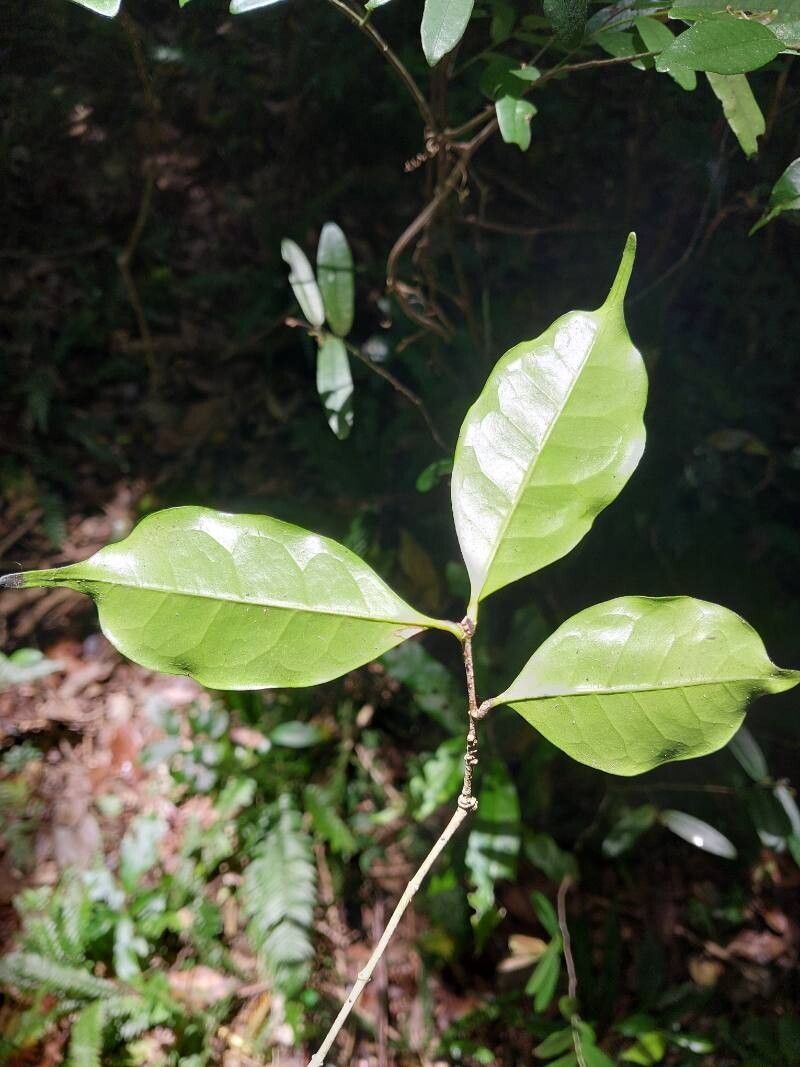 Noronhia ambrensis leaf
