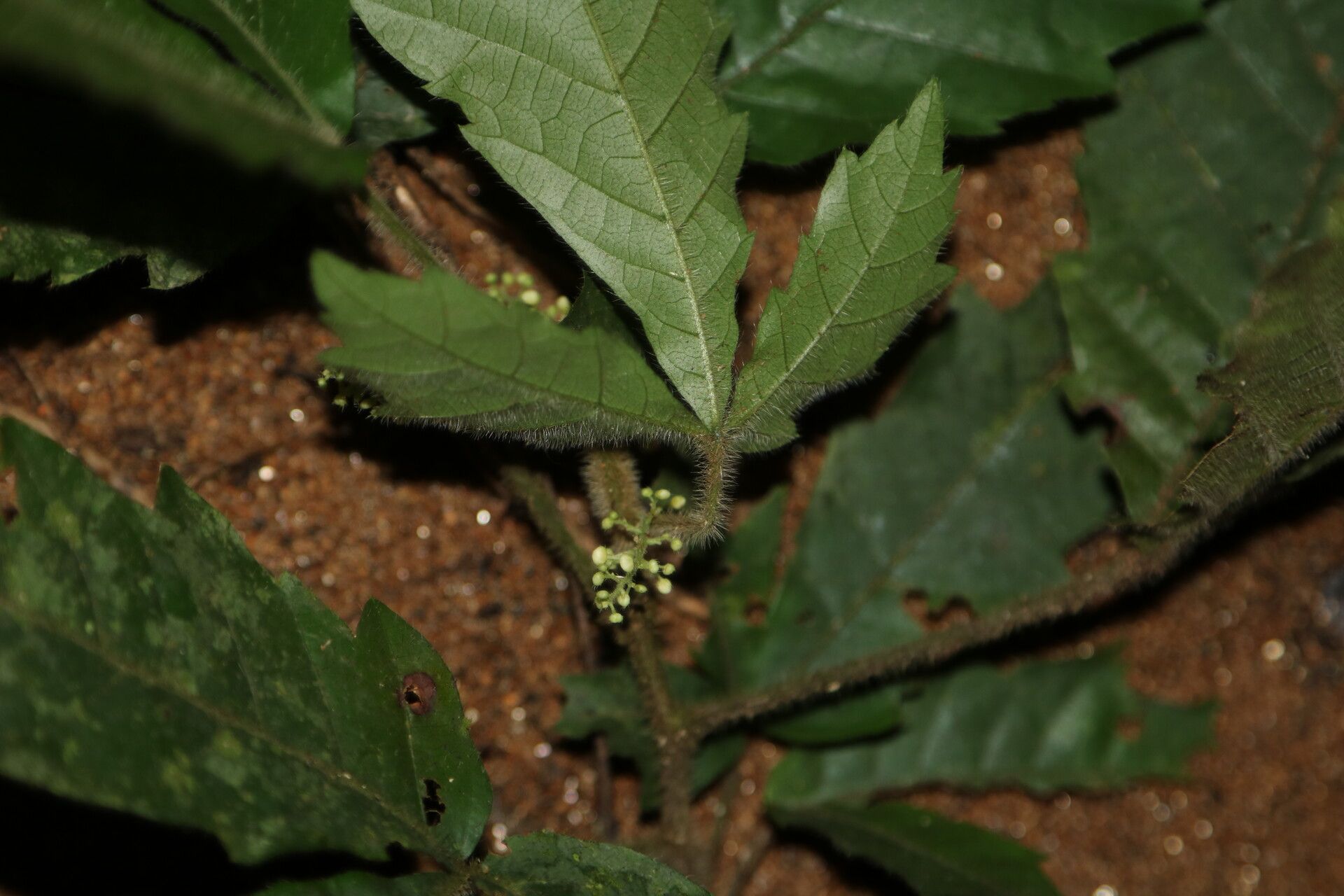 Allophylus conraui flower