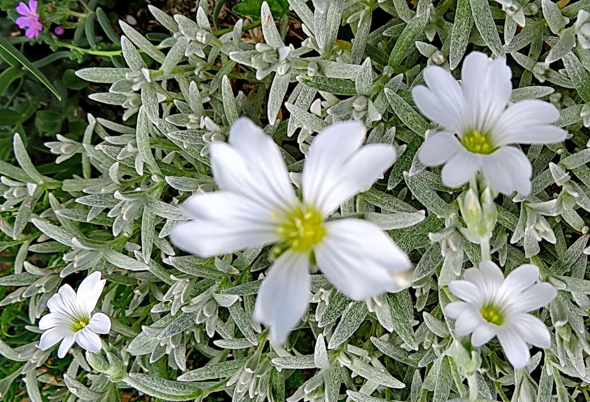 Cerastium candidissimum flower