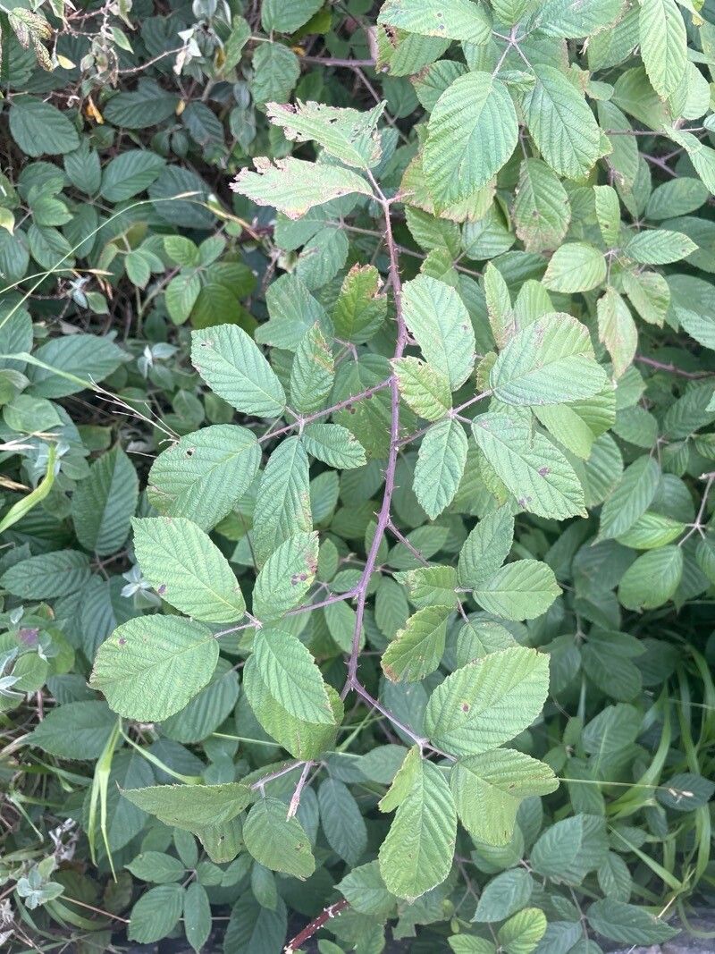 Rubus bollei leaf
