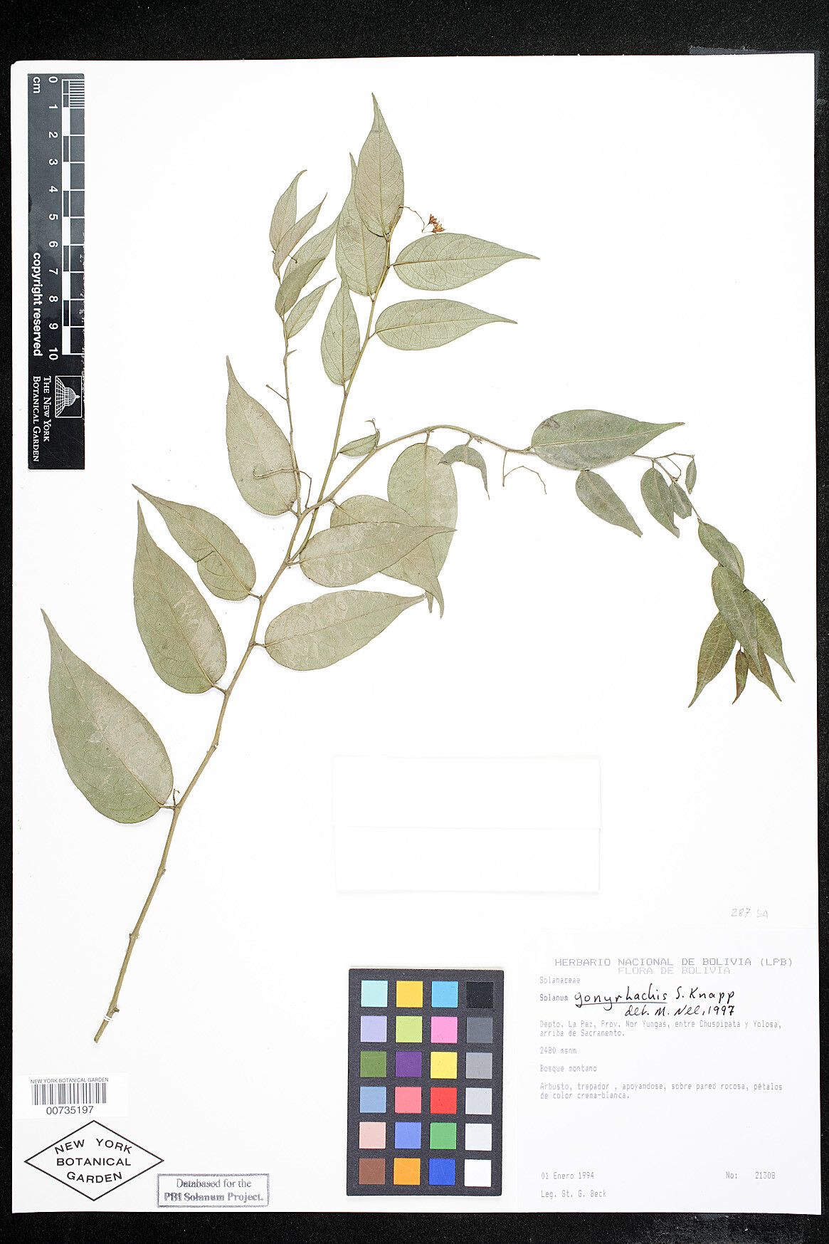 Solanum gonyrhachis — houseplant care guide