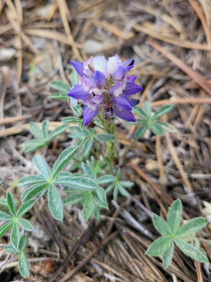 Lupinus sellulus — search result for 'Lupinus'