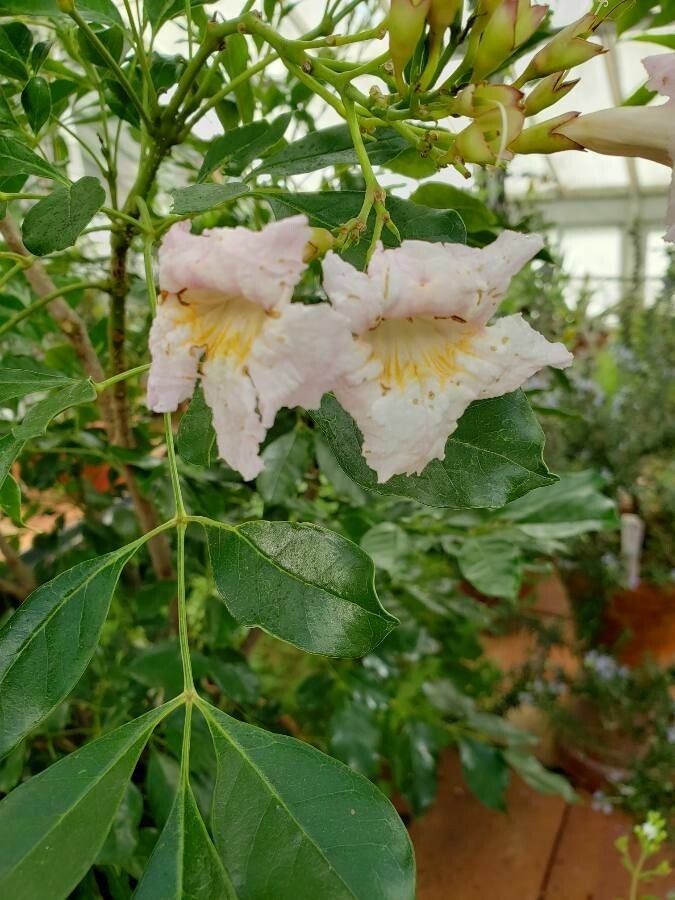 Radermachera hainanensis flower