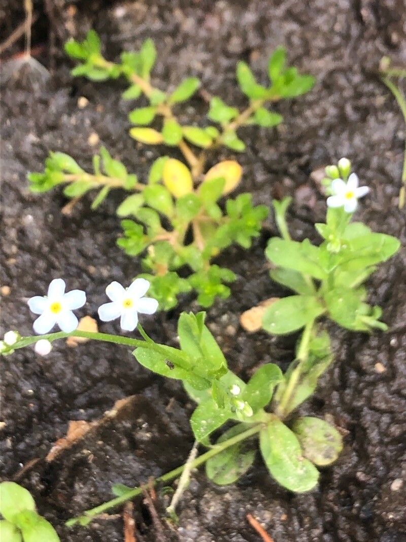Myosotis stolonifera — houseplant care guide