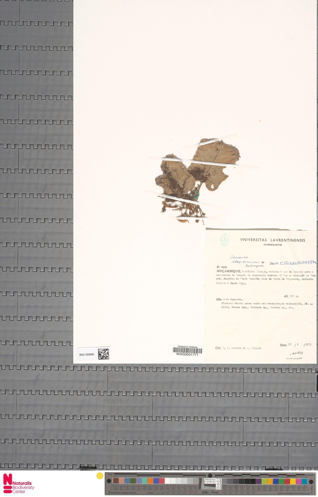 Streptocarpus katangensis — search result for 'Streptocarpus'