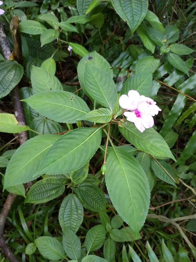 Impatiens wallerana habit